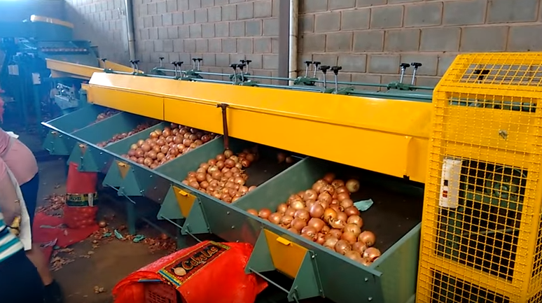 Agricultores questionam classificação da cebola nas cerealistas