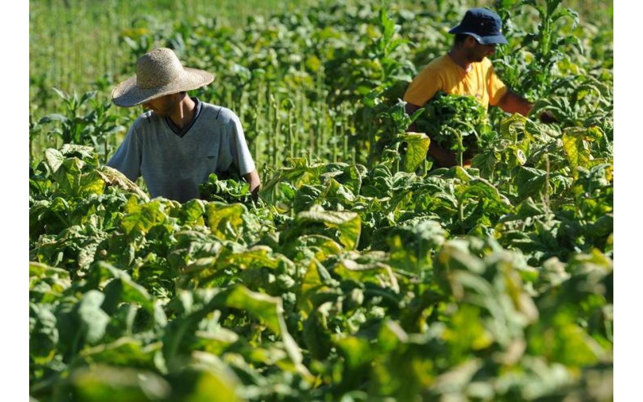 Alívio para os fumicultores: Governo anuncia acesso irrestrito ao crédito rural para os produtores de fumo