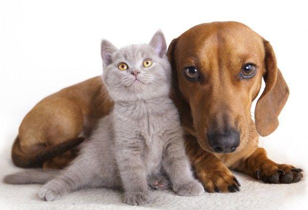 Associação As Patas organiza mutirão de castração de cães de gatos em Ituporanga