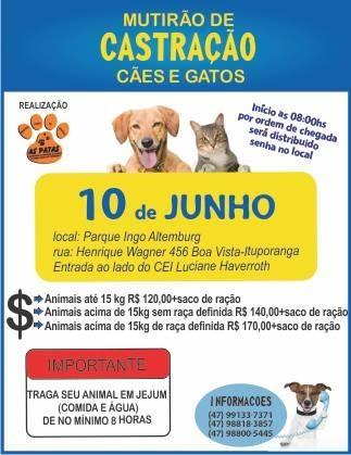 Associação As Patas realiza mutirão de castração em Ituporanga