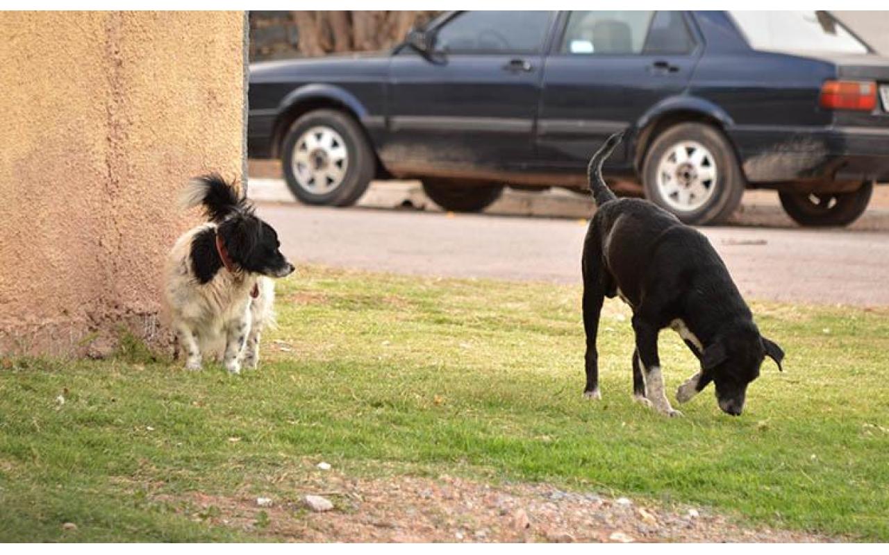Aumento de cães soltos nas ruas em Ituporanga preocupa vereador