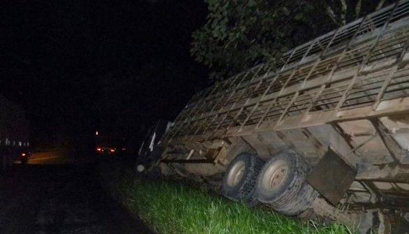 Caminhão carregado de suínos sai da pista na BR-470, em Pouso Redondo
