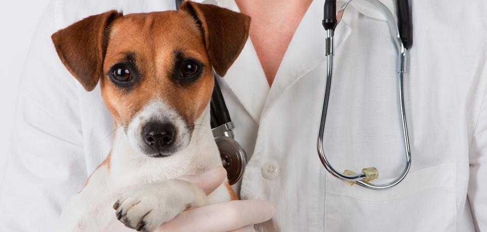 Campanha de castração de animais será realizada em junho, em Imbuia