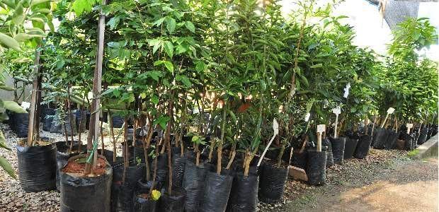 Campanha de mudas frutíferas e ornamentais é realizada em Petrolândia