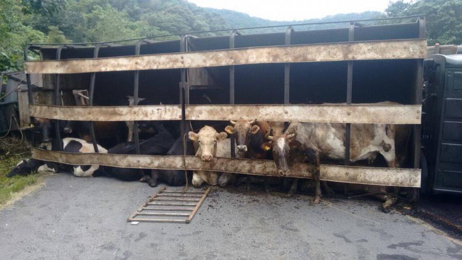 Carreta carregada de bovinos tomba na BR-470 