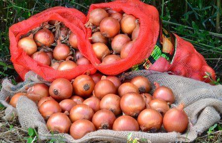 Cebola com sabor de sustentabilidade