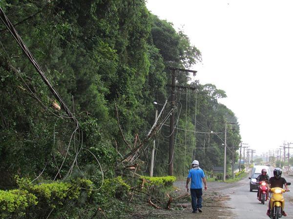 Celesc orienta consumidores sobre a importância da poda de árvores no Alto Vale