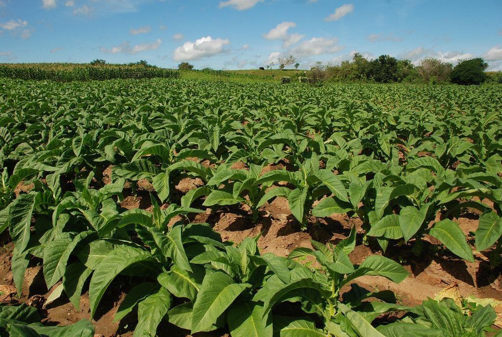 Cerca de 13 mil hectares de fumo devem ser cultivadas nesta safra na Região de Ituporanga