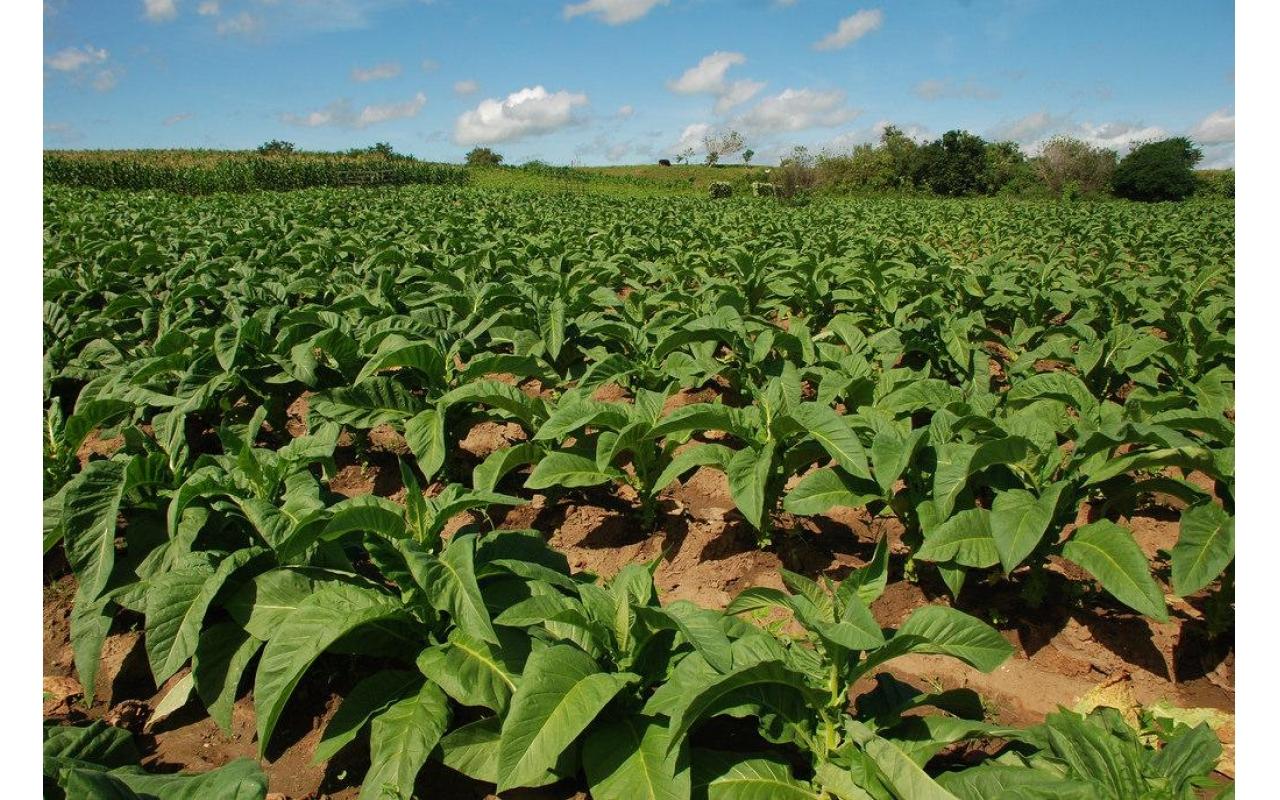 Cerca de 13 mil hectares de fumo devem ser cultivadas nesta safra na Região de Ituporanga