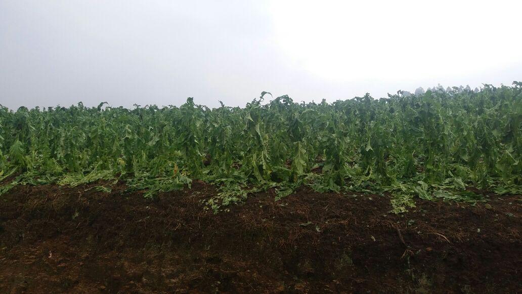 Chuva de granizo destrói lavouras de fumo em Chapadão do Lageado