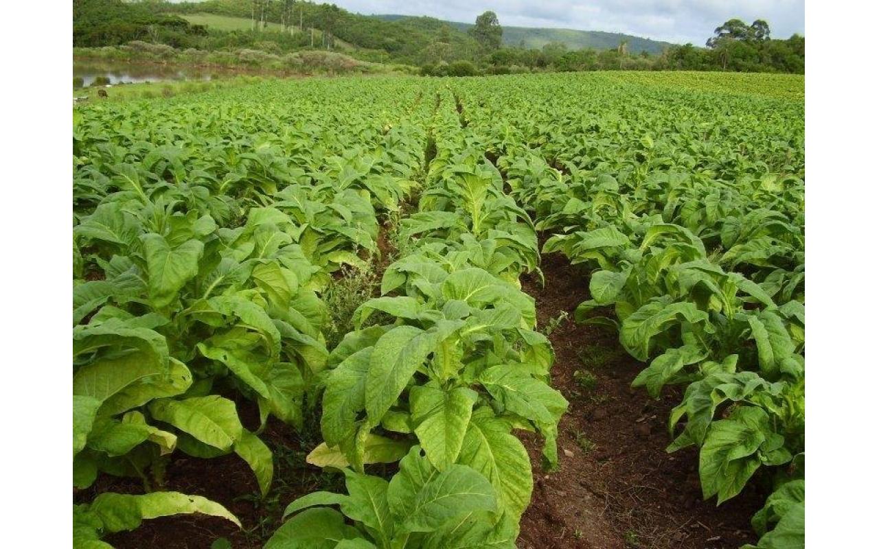 Colheita do tabaco maduro proporciona melhor qualidade na hora da comercialização