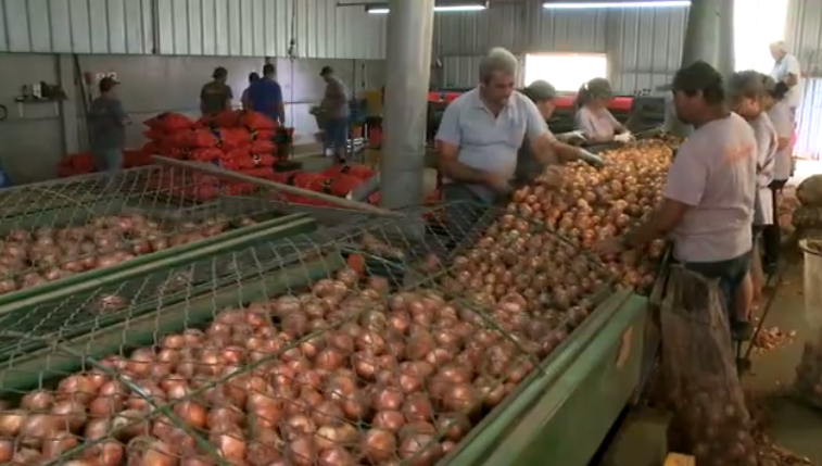 Com safra recorde em SC, produtores de cebola reclamam de preço baixo