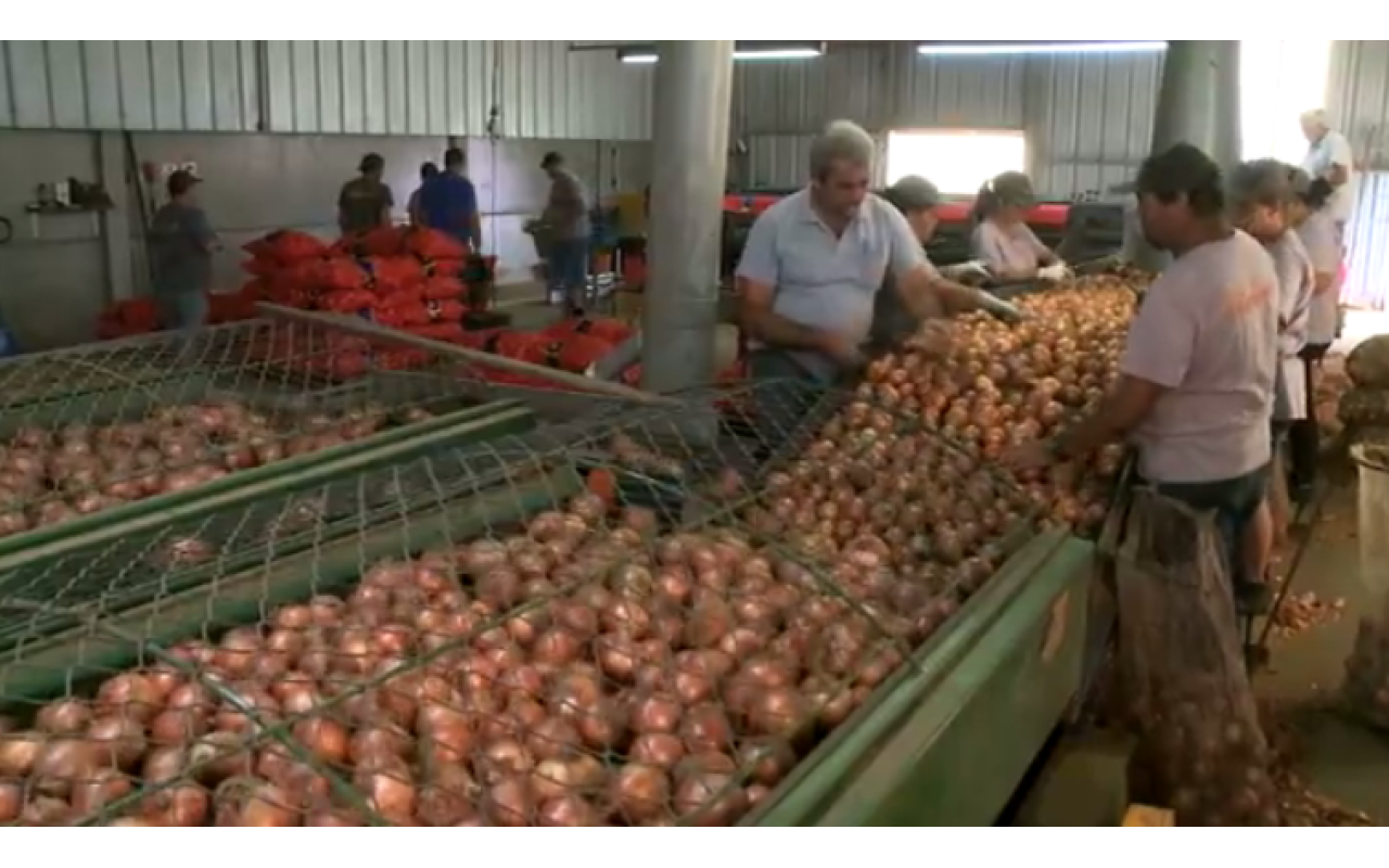 Com safra recorde em SC, produtores de cebola reclamam de preço baixo
