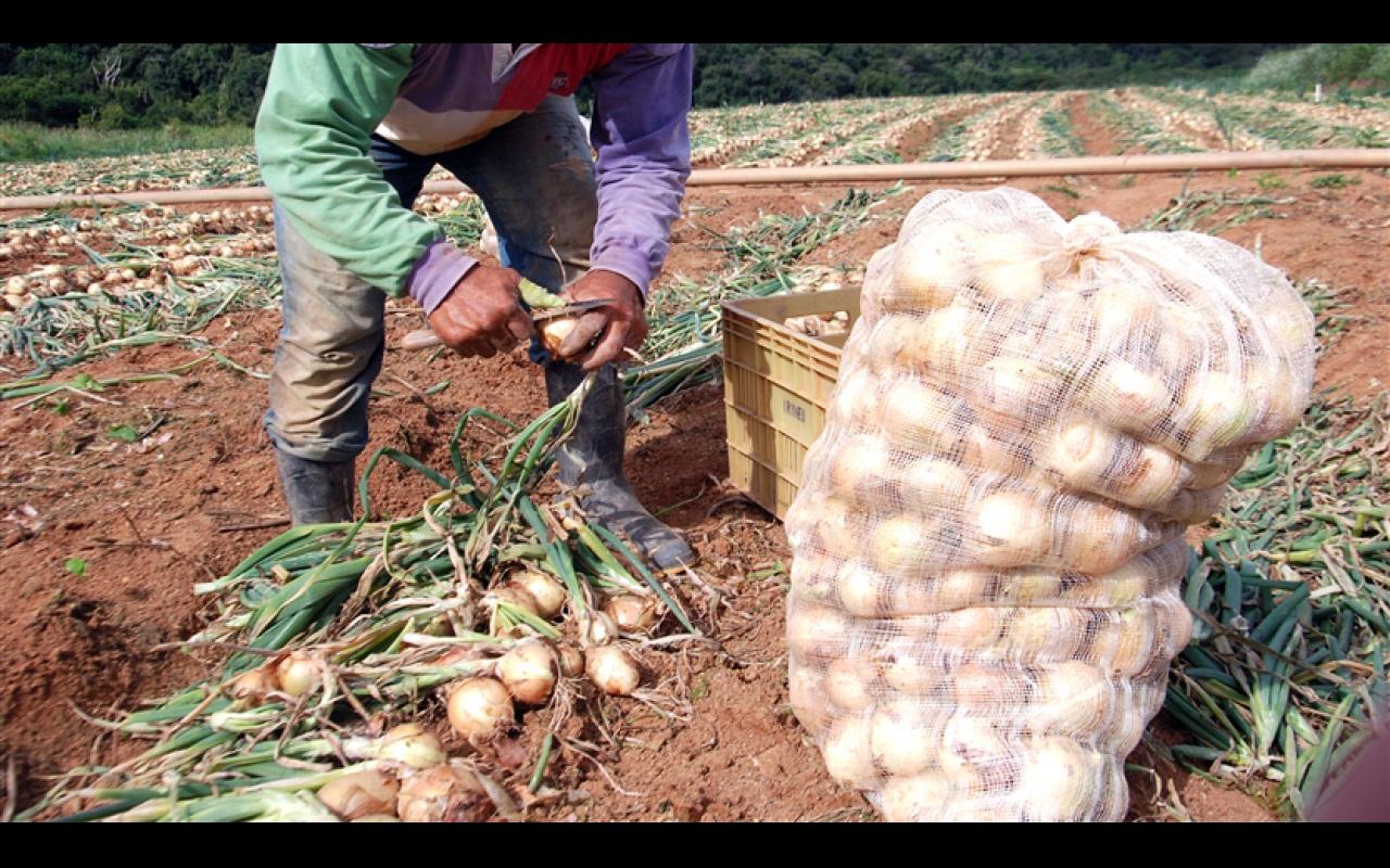 Comissão de Agricultura debate crise da cebola em Santa Catarina