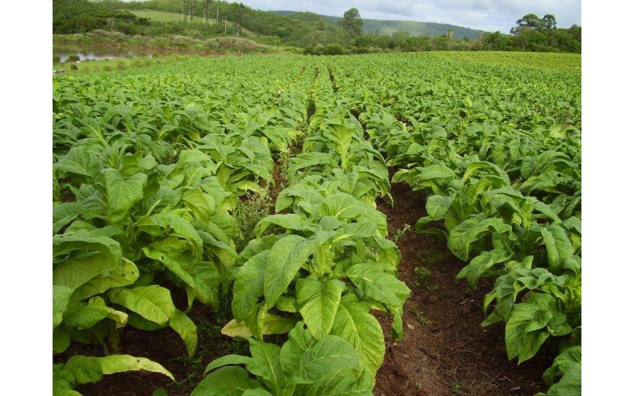 Condições climáticas favoráveis criam boas expectativas na produção do tabaco na Região
