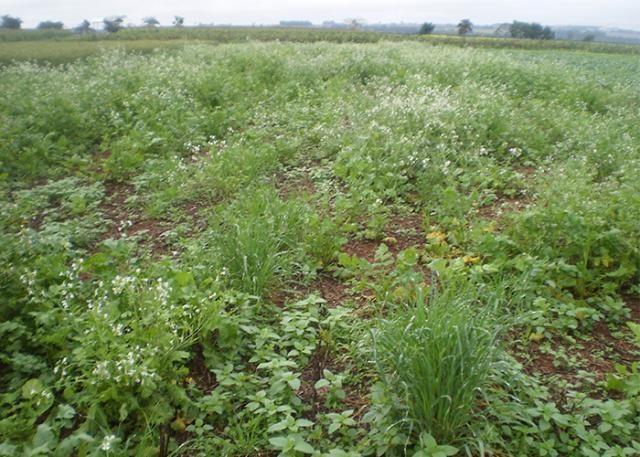Controle de ervas daninhas no pré-plantio reflete em melhores resultados no desenvolvimento das lavouras