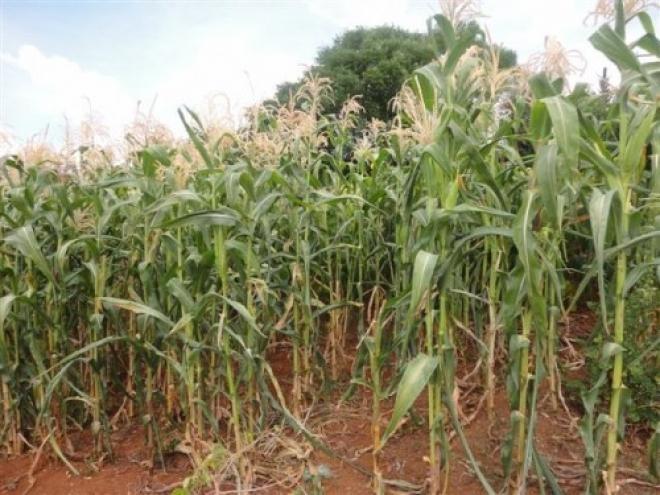Cooperativa do Alto Vale aponta prejuízo de até 100% em culturas de grãos na Região 
