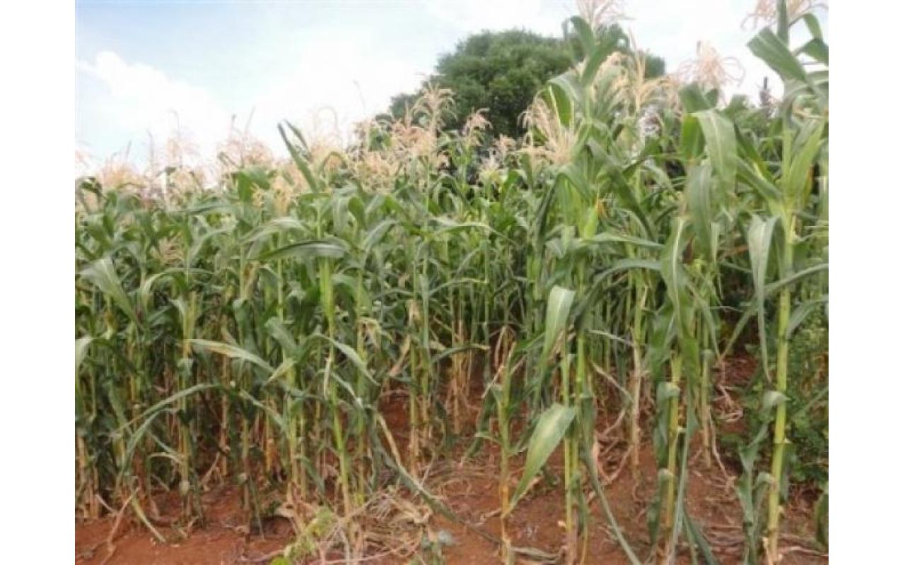 Cooperativa do Alto Vale aponta prejuízo de até 100% em culturas de grãos na Região 