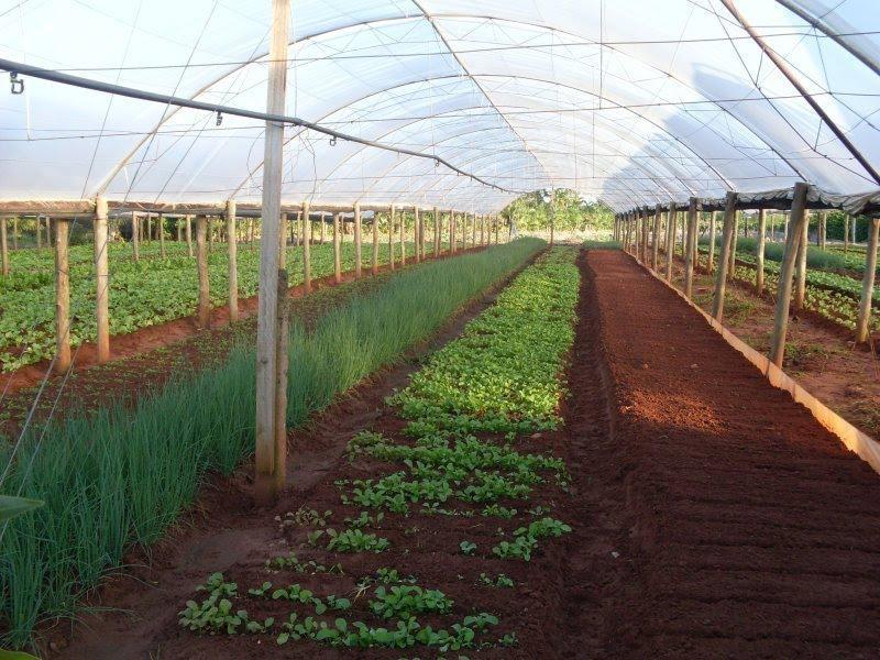 Cultivo protegido pode ser alternativa para garantir e aumentar a produtividade de hortaliças na Região da Cebola  