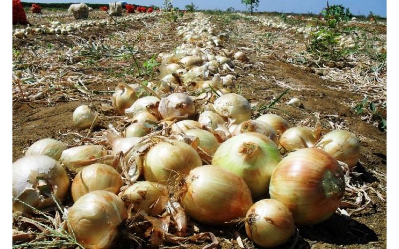 Custo da produção de cebola será tema de reunião na próxima semana em Ituporanga