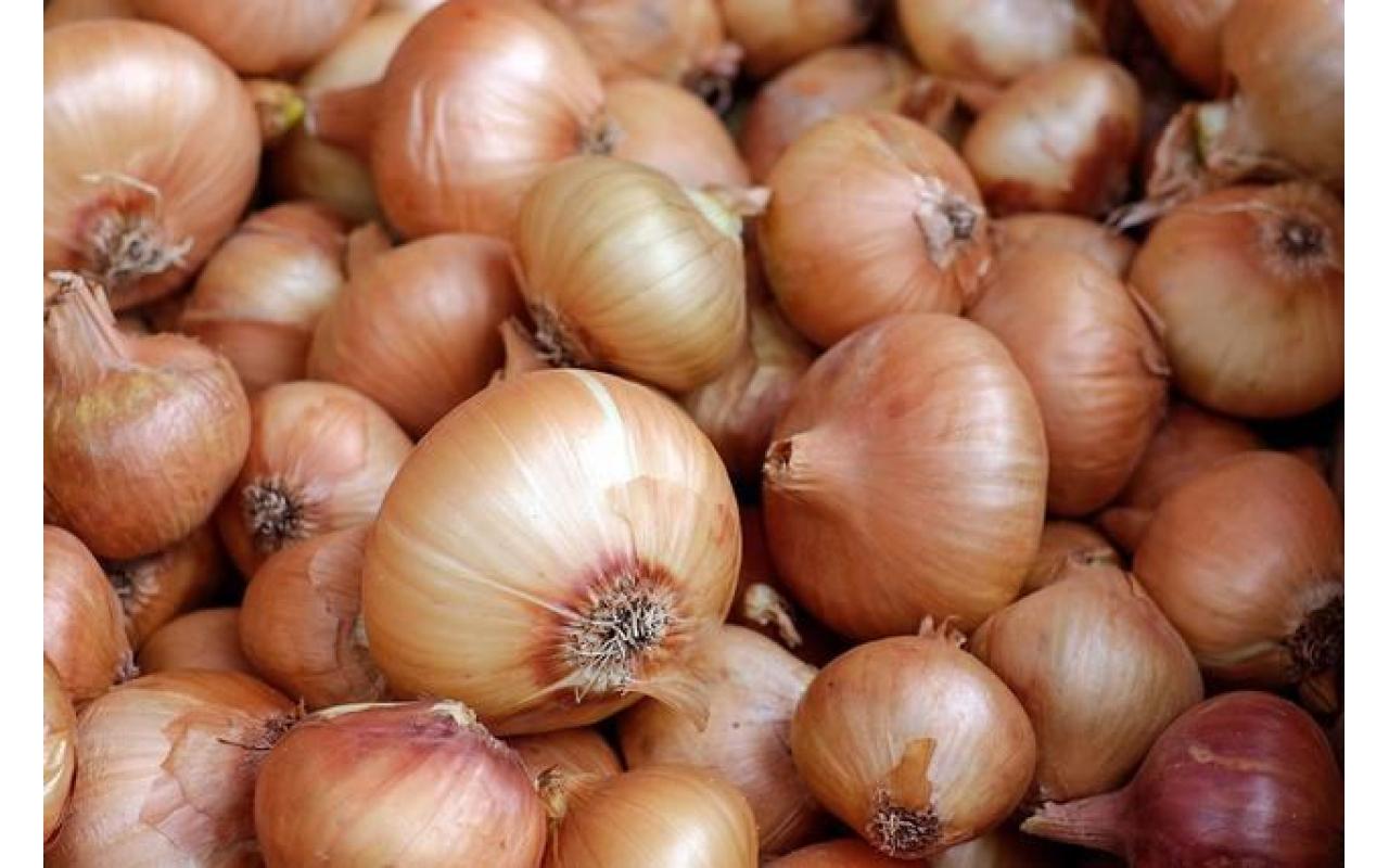 Dados apontam que restam cerca de 40% da safra de cebola 2017/2018 para ser comercializada em Santa Catarina