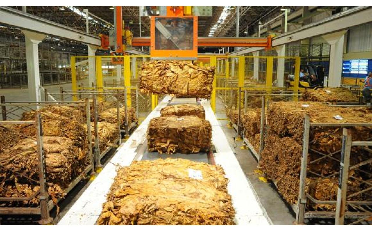 Entidades fumageiras discutem essa semana em SC custos de produção do tabaco
