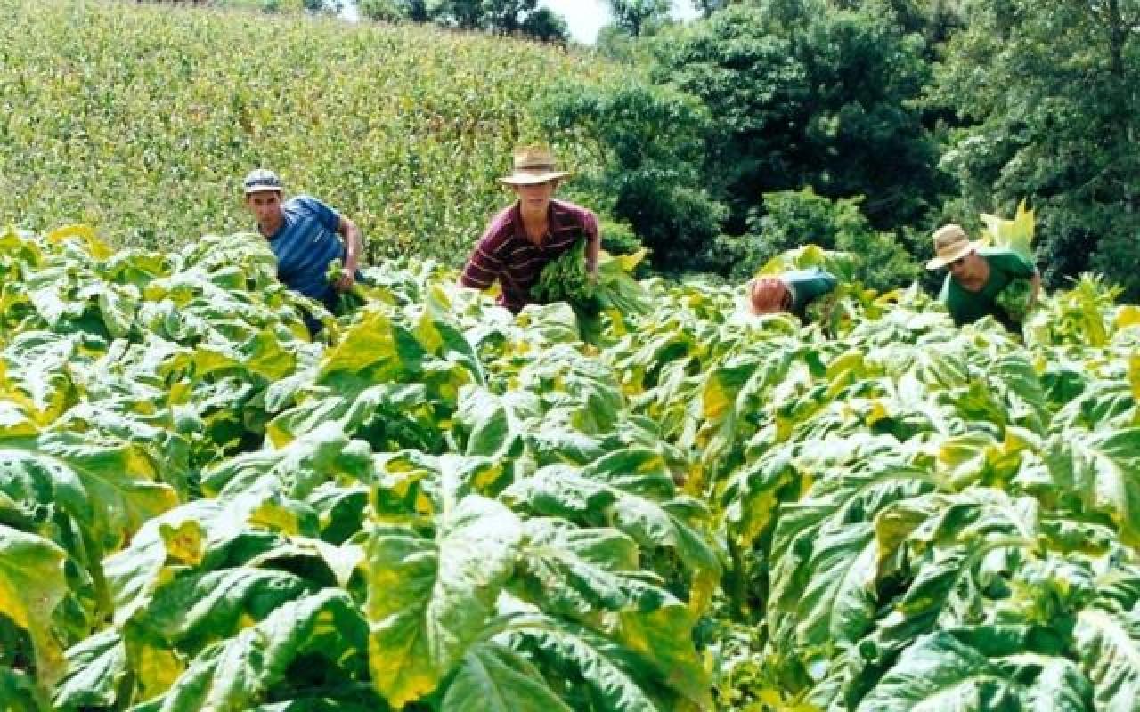 Entidades iniciam levantamento para definir o custo de produção do fumo catarinense