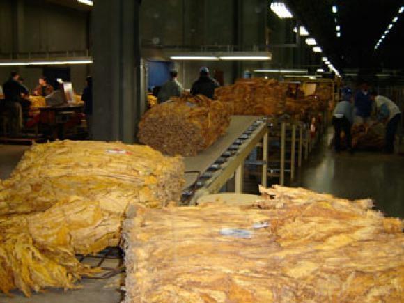 Entidades visitam empresas fumageiras para avaliar comercialização do tabaco 