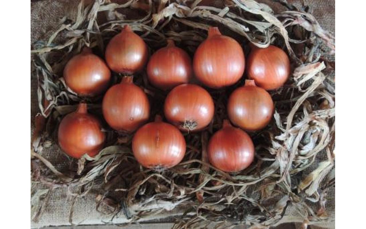 EPAGRI de Ituporanga lança nova cultivar de cebola nesta sexta