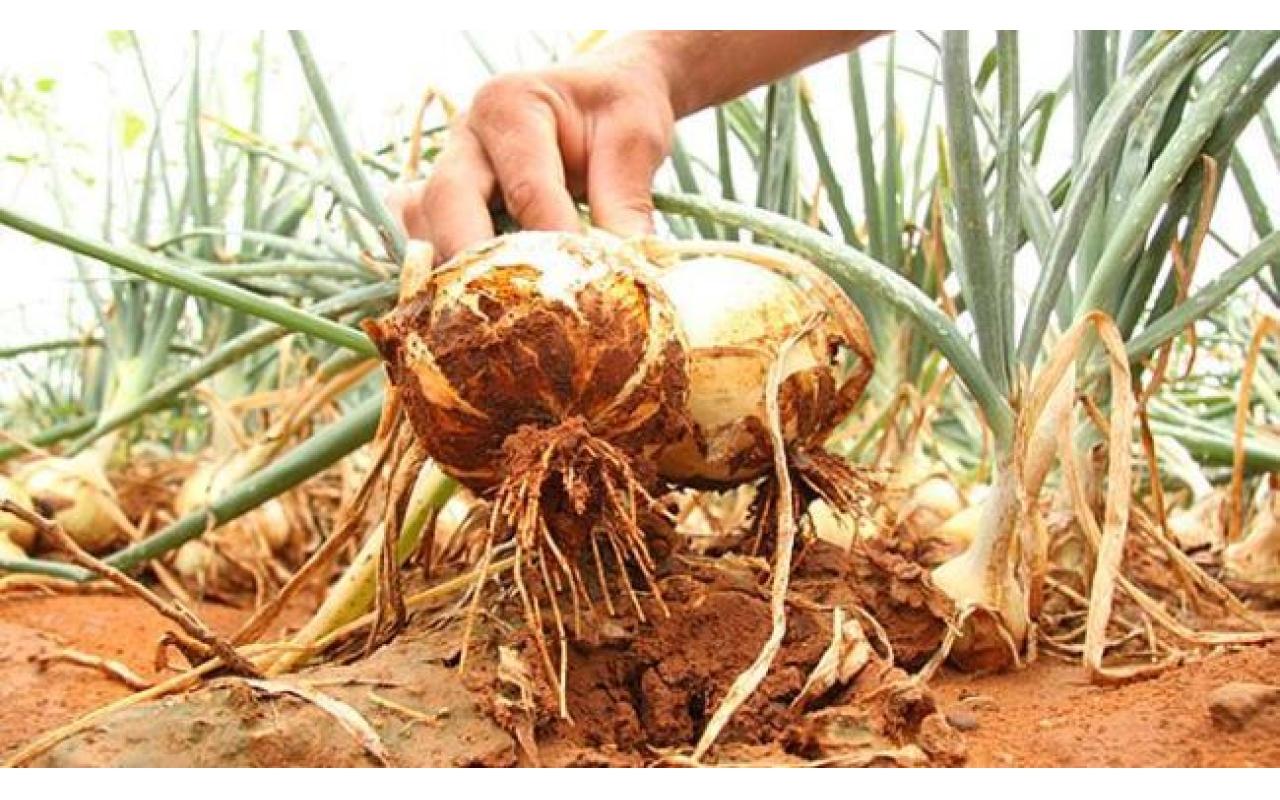 Epagri realiza curso sobre cebola voltado para técnicos agrícolas do Alto Vale