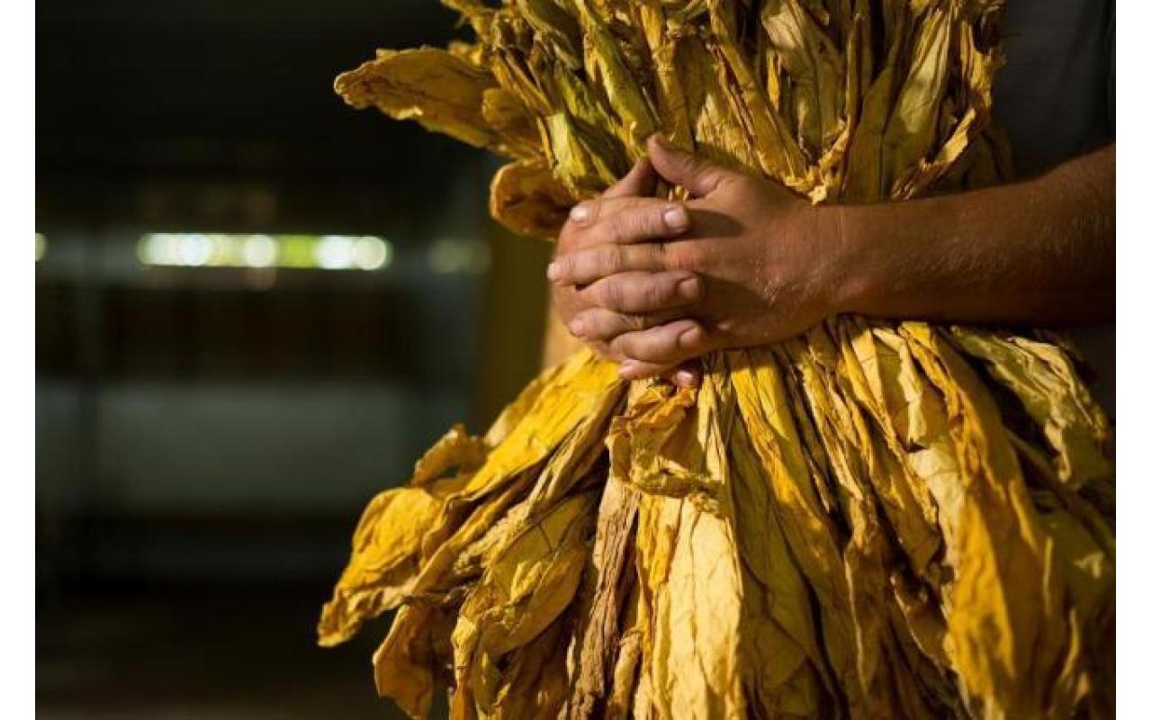 Estudos apontam que pelo menos 50% dos produtores de fumo possui diversificação de culturas
