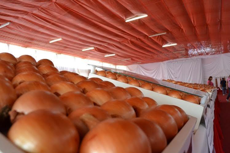 Festa da Cebola: Organização reformula exposição da hortaliça 