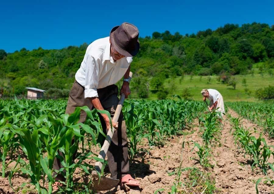Governo Federal estuda possibilidade de aposentadoria especial para agricultores