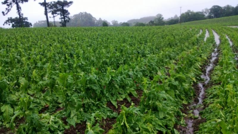 Granizo traz prejuízos para fumicultores da região da cebola