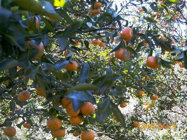 Implantação e manejo de pomares: técnico dá dicas sobre os cuidados ideais para o melhor desenvolvimento das plantas