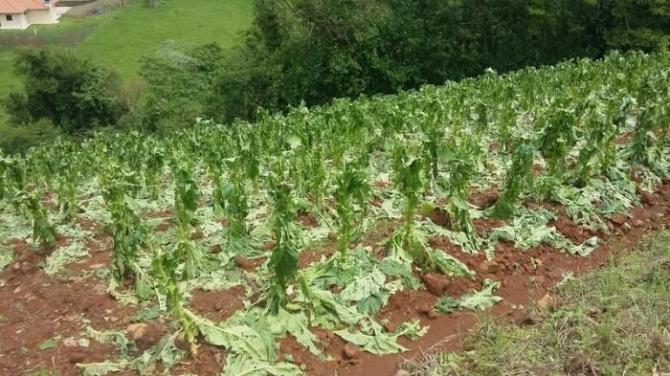 Incidência de granizo nas lavouras de fumo pode causar redução na safra 2017/2018