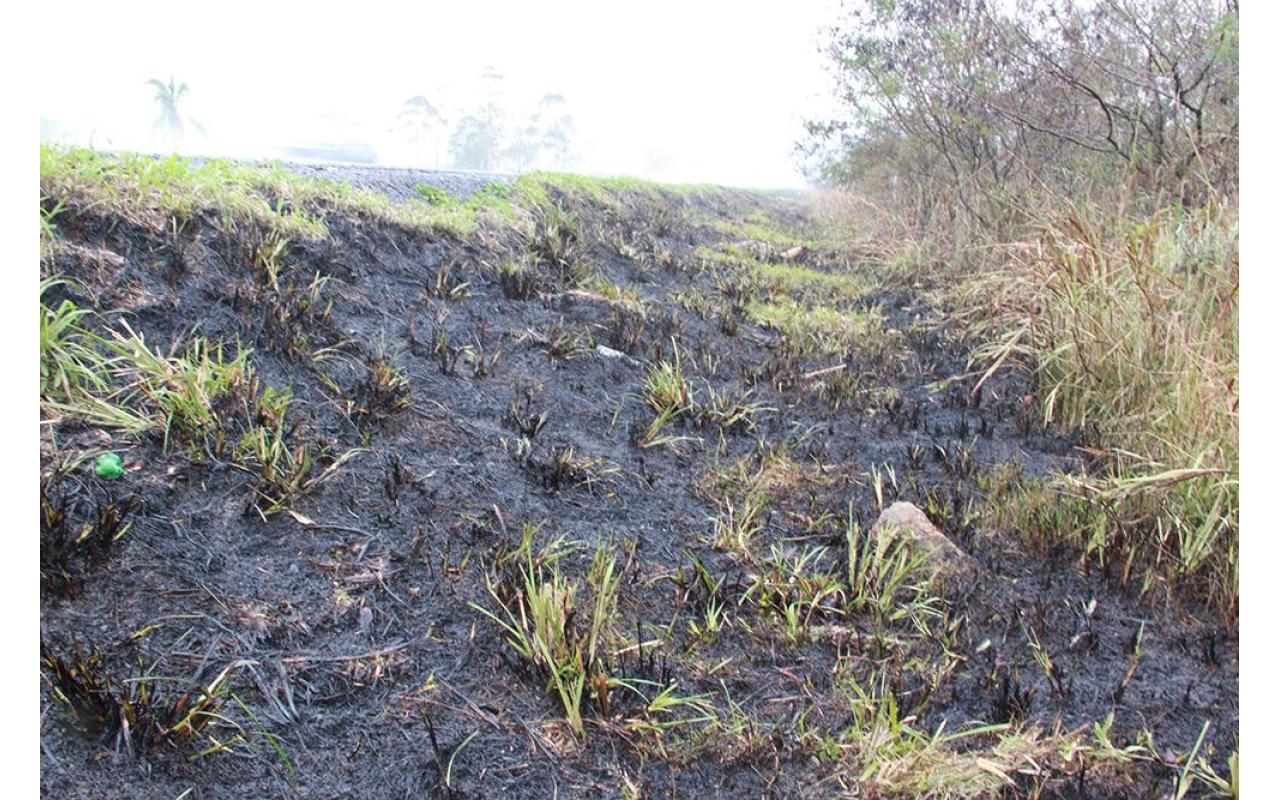 Incidência de queimadas chama atenção na região da Cebola