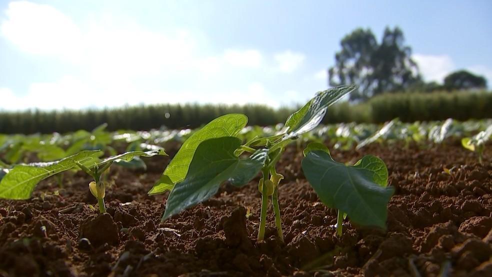 Ituporanga é o maior produtor de feijão no Alto Vale