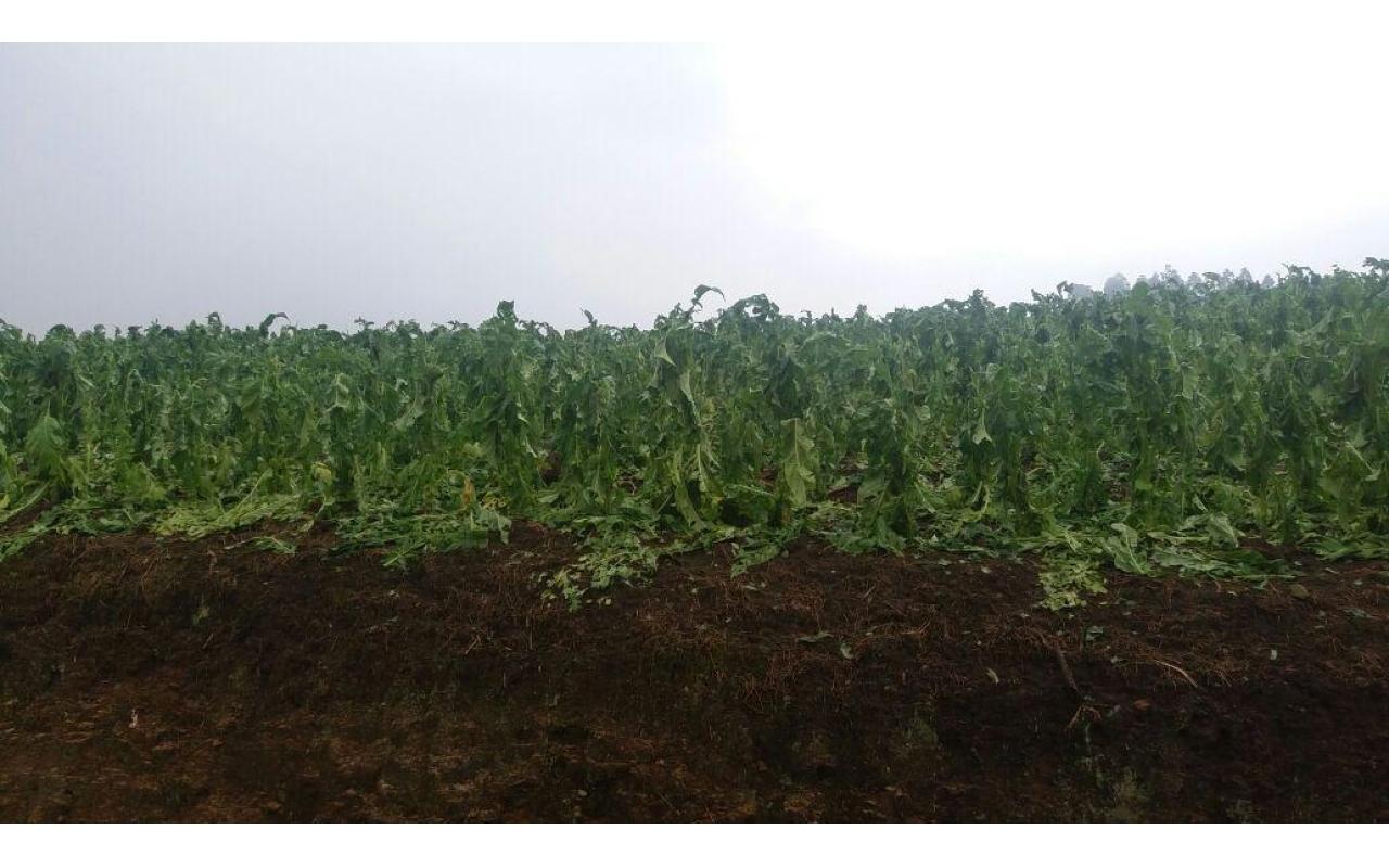 Lavouras de fumo, cebola, milho e feijão foram destruídas pelo granizo na Região da Cebola