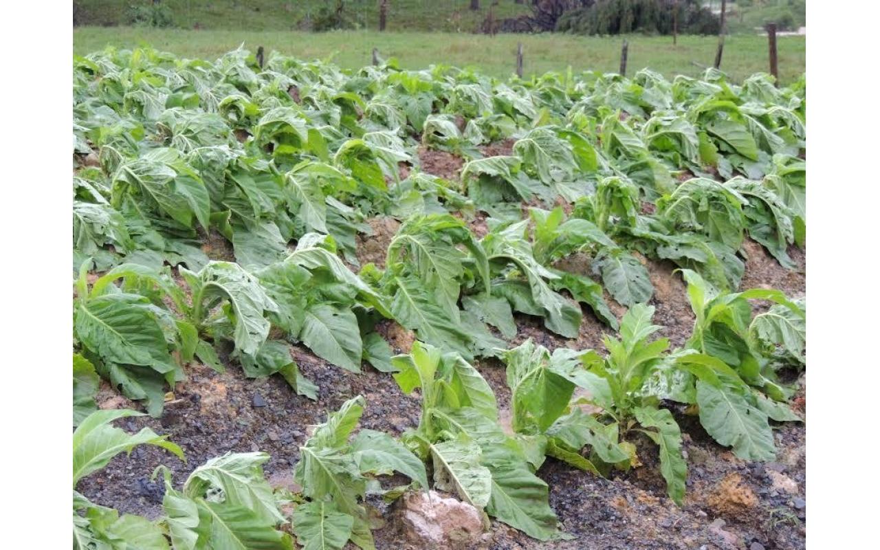 Levantamento da Epagri aponta prejuízos causados pelas chuvas na agricultura do Alto Vale