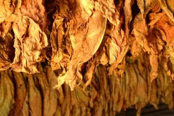 Liminar garante cessão de gerador de energia a fumicultores da comarca de Ituporanga