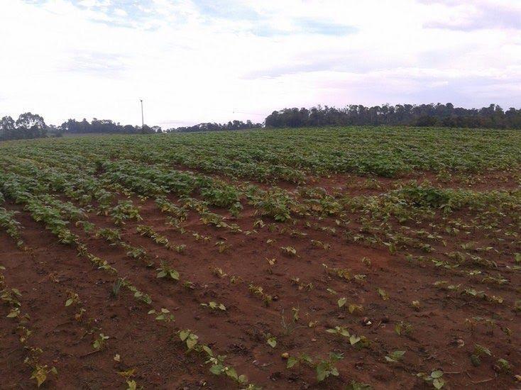 Mais de 1300 proprietários ainda precisam fazer o Cadastro Ambiental Rural em Vidal Ramos