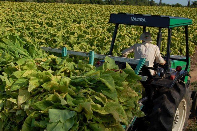 Melhor fumo produzido no mundo é plantado no Alto Vale