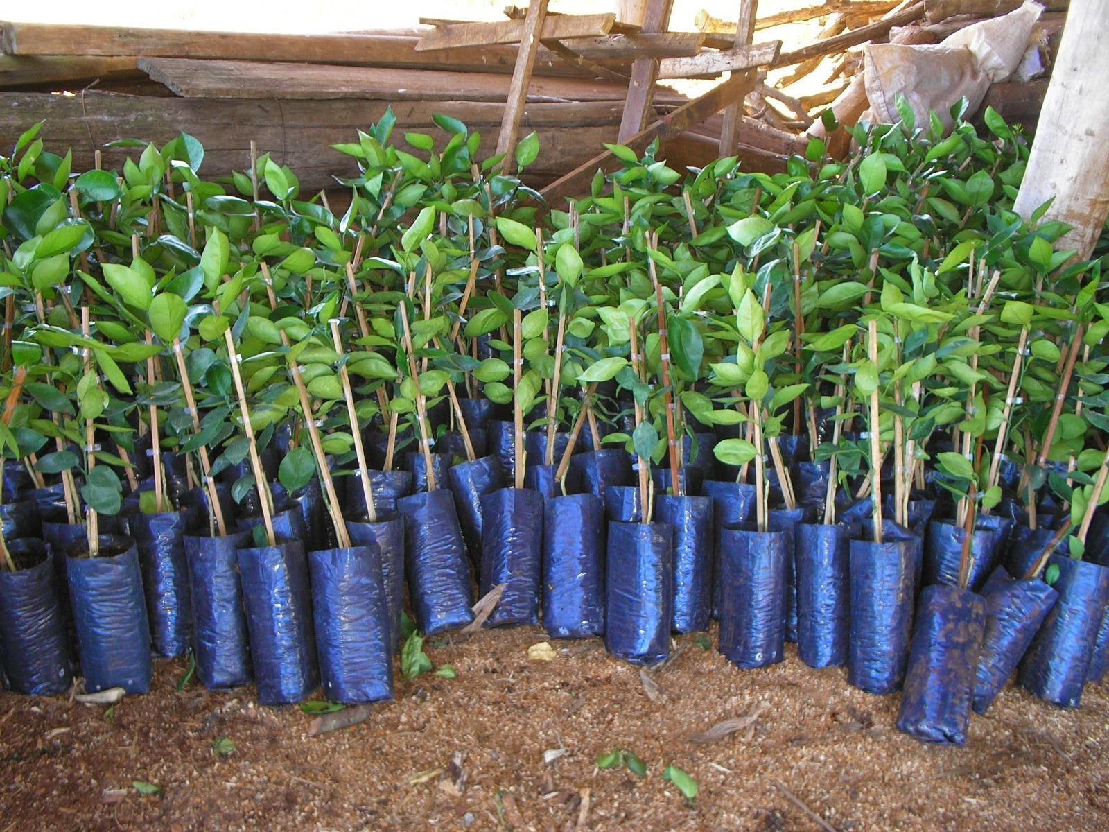 Meses de junho e julho são os mais indicados para plantio de mudas frutíferas
