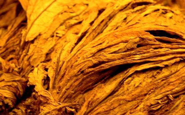 Mesmo sem definição da nova tabela de preços do tabaco, fumicultores dão início à comercialização do produto