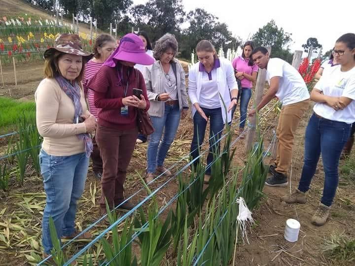 Palma de Santa Rita pode ser alternativa de renda no Alto Vale