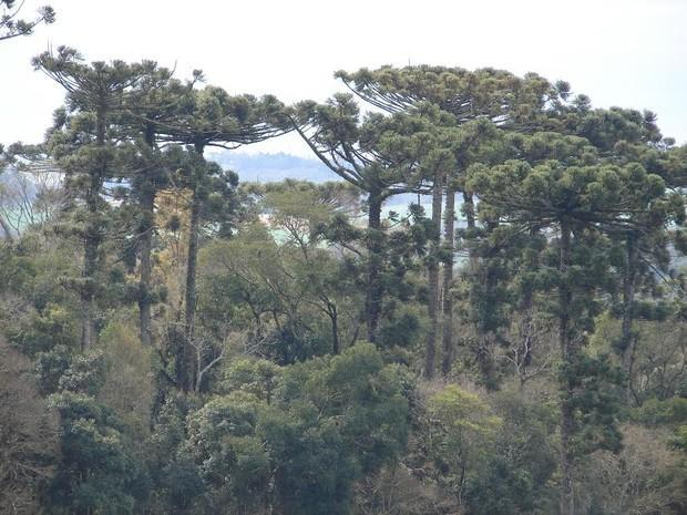 Parque Estadual das Araucárias vai abrir para visitação no Oeste de SC