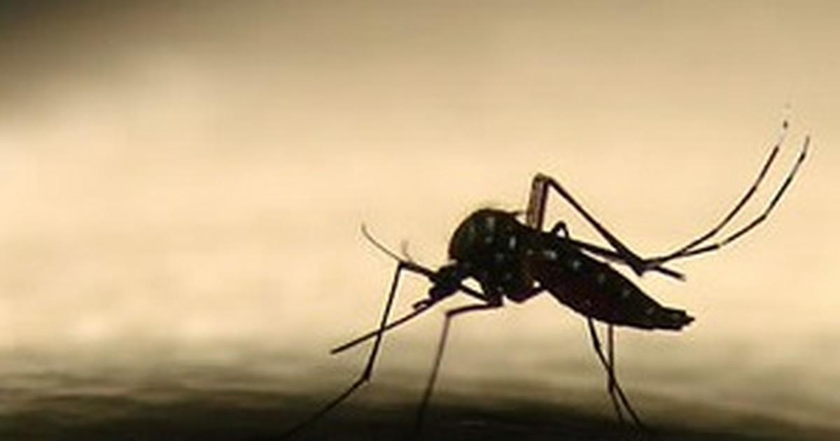 Pelo menos 25 focos de Dengue foram encontrados no Alto Vale em 2017