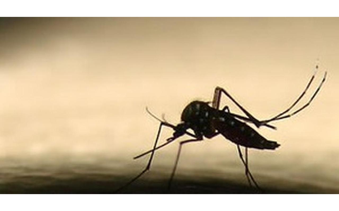 Pelo menos 25 focos de Dengue foram encontrados no Alto Vale em 2017