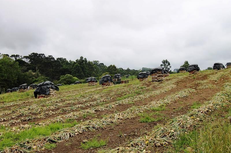 Petrolândia contabiliza R$ 25 milhões em prejuízos para a agricultura 